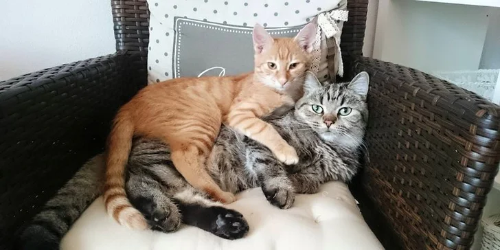 Káva, čaj, čokoláda a RAW koláčik v CAFE CATS klub
