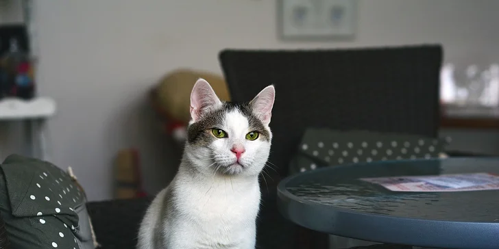 Káva, čaj, čokoláda a RAW koláčik v CAFE CATS klub