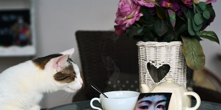Káva, čaj, čokoláda a RAW koláčik v CAFE CATS klub