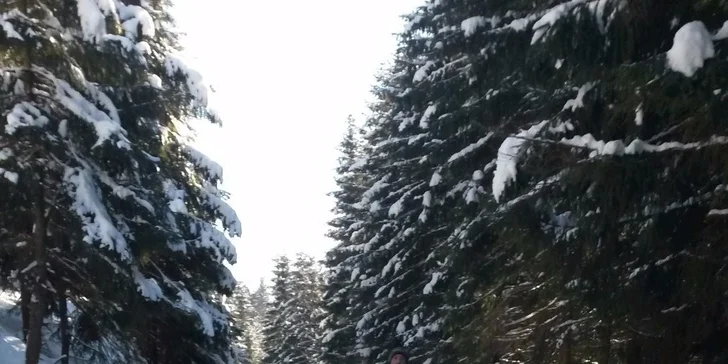 Jazda na psom záprahu