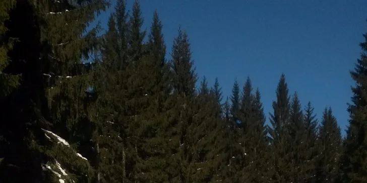 Jazda na psom záprahu
