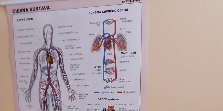 Odstránenie neestetických rozšírených žiliek špecializovaným cievnym lekárom
