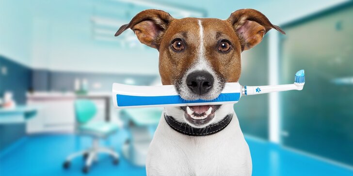 Profesionálna zubná hygiena pre psov