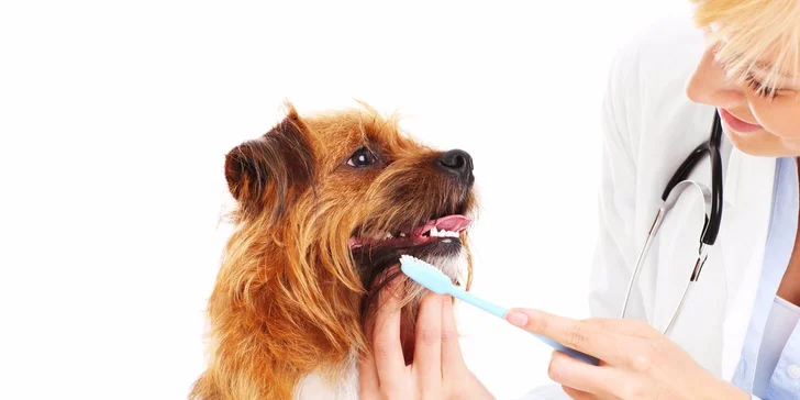 Profesionálna zubná hygiena pre psov
