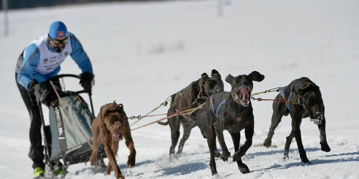 Psie záprahy, sane, štvorkolky - užite si adrenalínovú zimu!