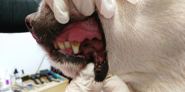 Profesionálna zubná hygiena pre psov