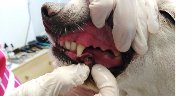 Profesionálna zubná hygiena pre psov