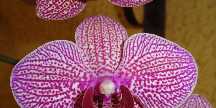 Potešte svoje oči na jednej z najväčších predajných výstav orchideí v Európe a návštevou kláštora v Klosterneuburgu