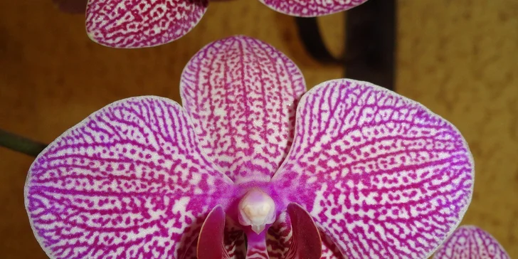 Poznávací zájazd do mestečka Klosterneuburg a výstava orchideí