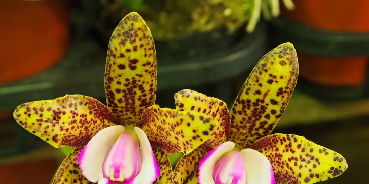 Poznávací zájazd do mestečka Klosterneuburg a výstava orchideí