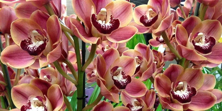 Poznávací zájazd do mestečka Klosterneuburg a výstava orchideí