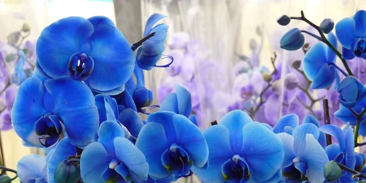 Poznávací zájazd do mestečka Klosterneuburg a výstava orchideí