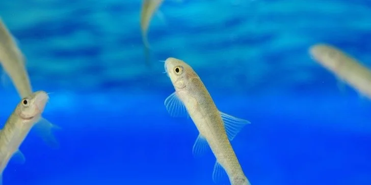 Biomanikúra a biopedikúra s rybičkami Garra Rufa s darčekovým poukazom