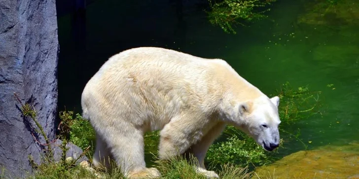 Zámok Schönbrunn a najstaršia ZOO v Európe