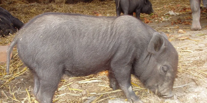 Deti a koníky na ranči a zázračná liečba koňom