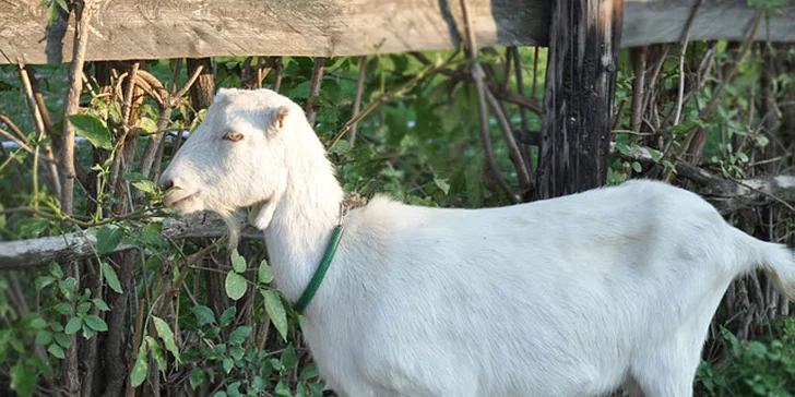Deti a koníky na ranči a zázračná liečba koňom