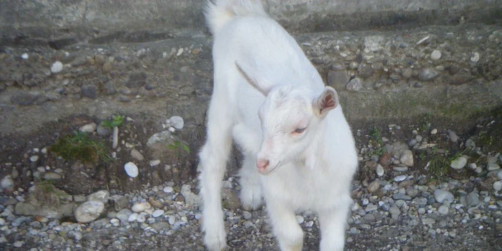 Deti a koníky na ranči a zázračná liečba koňom