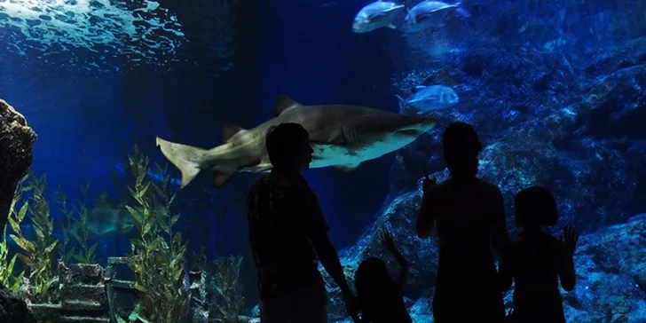 Zábava, poznávanie a oddych - festival čokolády, Tropicarium, kúpele, ZOO a pamiatky v historickej Budapešti!