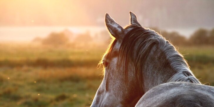 Lekcia jazdenia pre milovníkov koní alebo vozenie sa a starostlivosť o poníky pre deti od 3 do 6 rokov