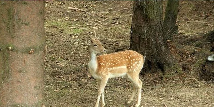 Nezabudnuteľná letná wellness dovolenka v Nezábudke*** s polpenziou alebo ALL INCLUSIVE, Vysoké Tatry, platnosť do konca roka!