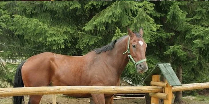 Nezabudnuteľná letná wellness dovolenka v Nezábudke*** s polpenziou alebo ALL INCLUSIVE, Vysoké Tatry, platnosť do konca roka!