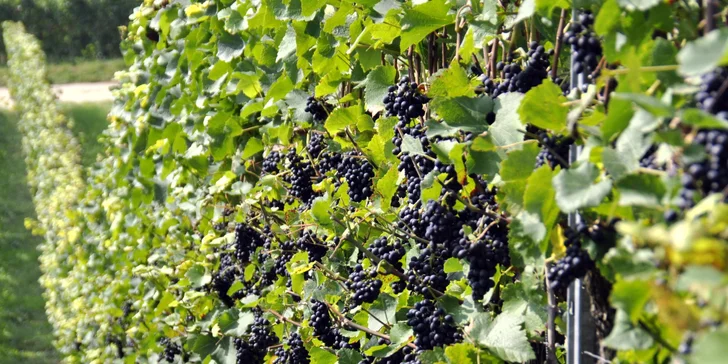 Krása zámkov LEDNICE a VALTICE aj so zábavou na vinobraní vo Valtiaciach