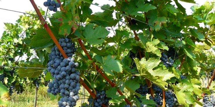 Wellness pobyt vo vinárskej oblasti južného Slovenska