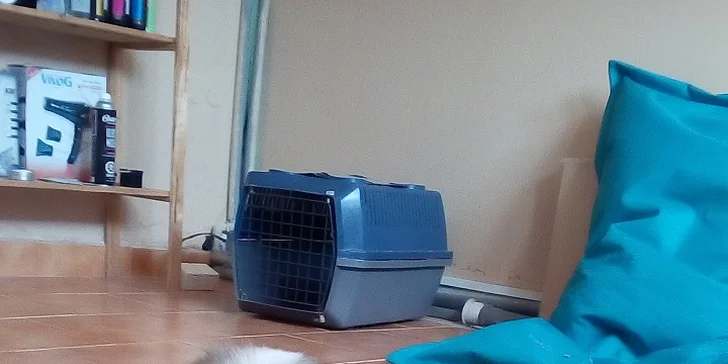 Kompletná starostlivosť o vášho psíka v psom salóne Labku na to