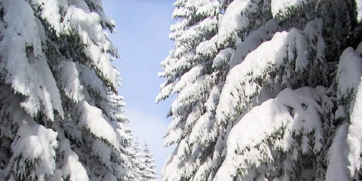 Jazda na psom záprahu - 12 Sibírskych husky a krásne zasnežené Donovaly