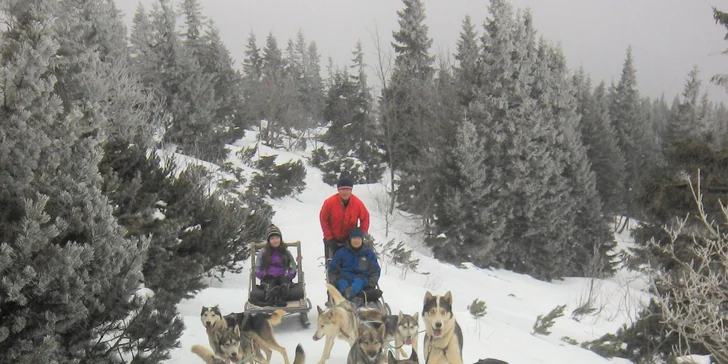 Jazda na psom záprahu - 12 Sibírskych husky a krásne zasnežené Donovaly