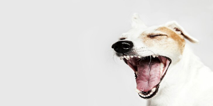 Starostlivosť o psíkov a mačičky na veterinárnej ambulancii MoniVET - dentálna hygiena aj starostlivosť o srsť