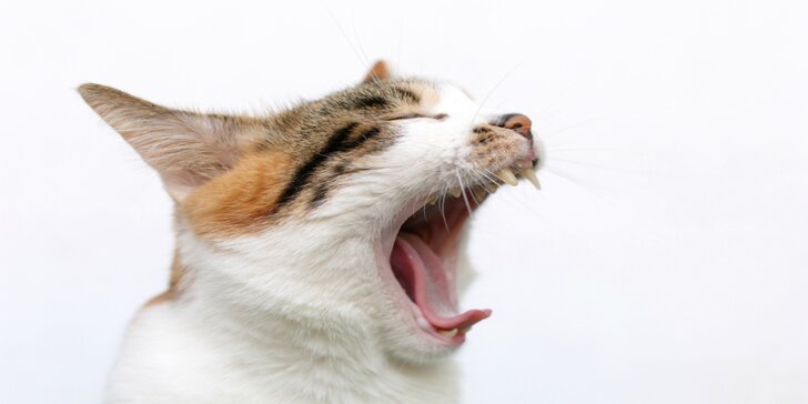 Dentálna hygiena pre psíkov a mačičky aj s klinickým vyšetrením