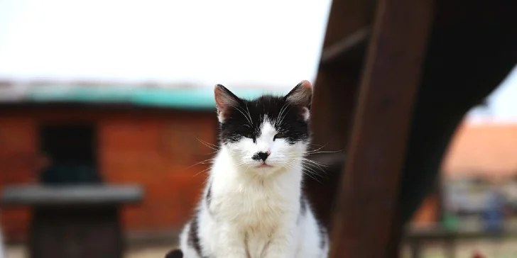 Lekcia jazdenia na koni pre všetky vekové kategórie