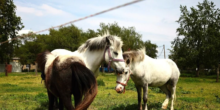 Lekcia jazdenia na koni pre všetky vekové kategórie