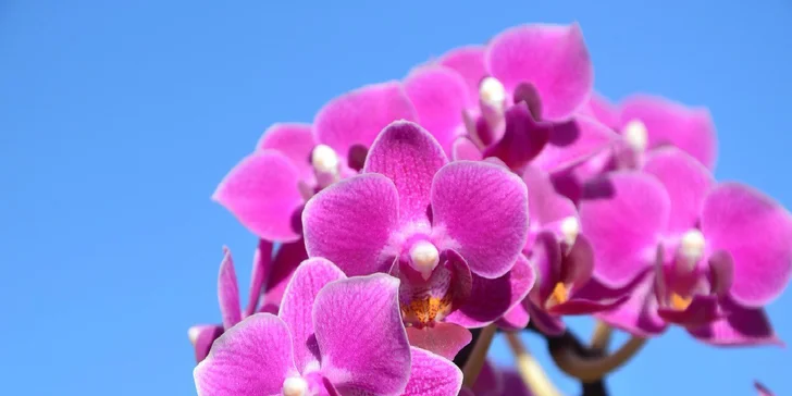 Poznávací zájazd do mestečka Klosterneuburg a výstava orchideí