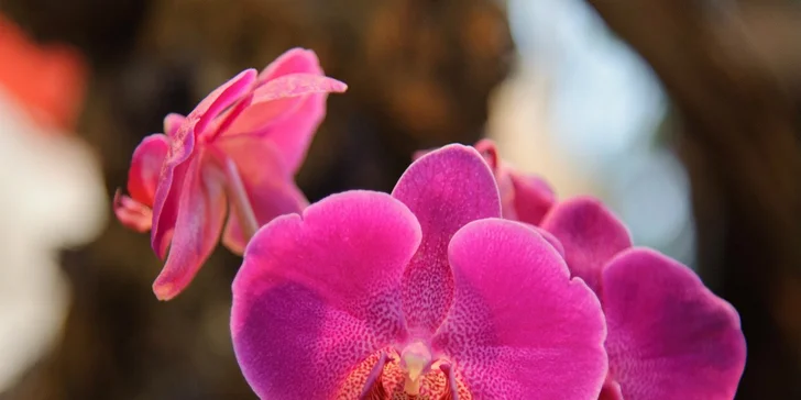 Poznávací zájazd do mestečka Klosterneuburg a výstava orchideí