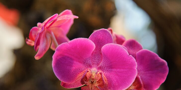 Zájazd pre milovníkov krásnych orchideí, nákupov a historických pamiatok
