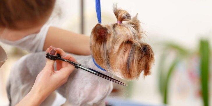 Strihanie srsti a dentálna hygiena pre psíkov