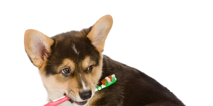 Strihanie srsti a dentálna hygiena pre psíkov