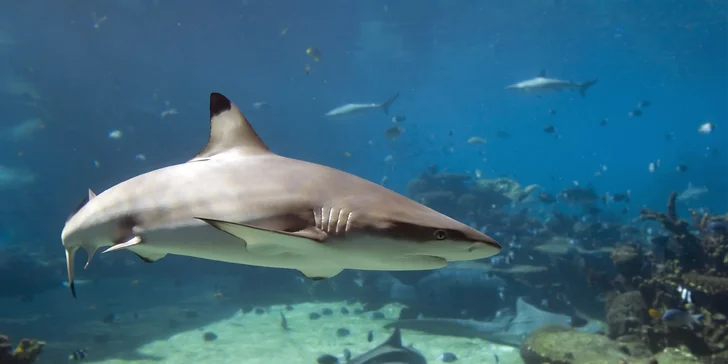 Návšteva ZOO a Oceanária v Maďarsku