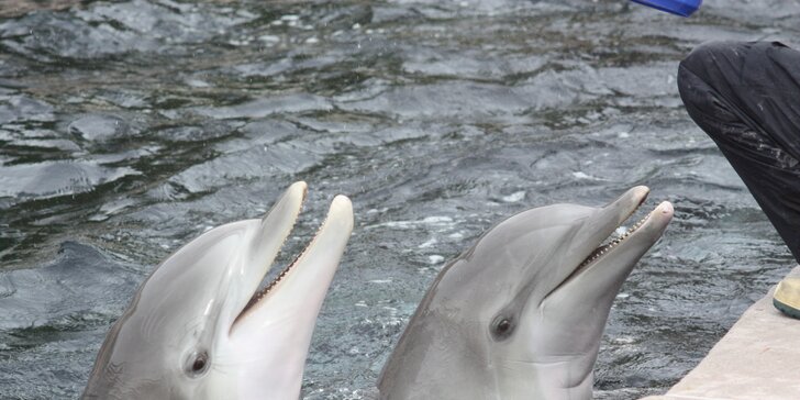 Show delfínov a exotické zvieratá v Norimbergu