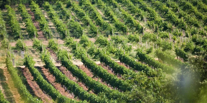Vínny pas na tradičné podujatie Dni vína MOVINO priamo vo vinárstve vo Veľkom Krtíši
