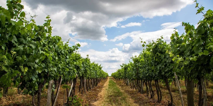 Vínny pas na tradičné podujatie Dni vína MOVINO priamo vo vinárstve vo Veľkom Krtíši