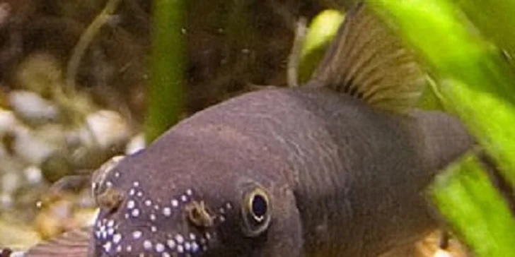 Biopedikúra rybičkami Garra Rufa