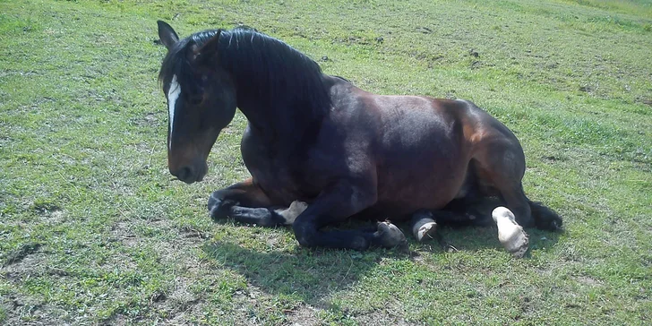 Lekcie jazdenia na koni alebo jazda na vlečke ťahanej traktoríkom
