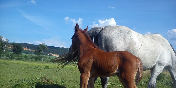 Lekcie jazdenia na koni alebo jazda na vlečke ťahanej traktoríkom