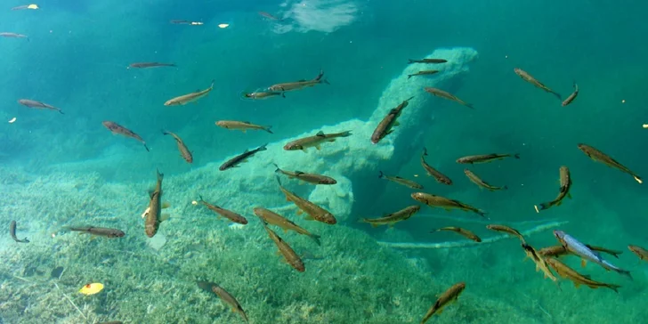Úžasne príjemná biopedikúra chodidiel rybičkami Garra Rufa
