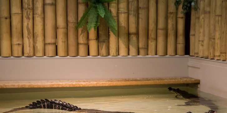 Vstupné do Krokodílej ZOO alebo Vodné plazy naživo