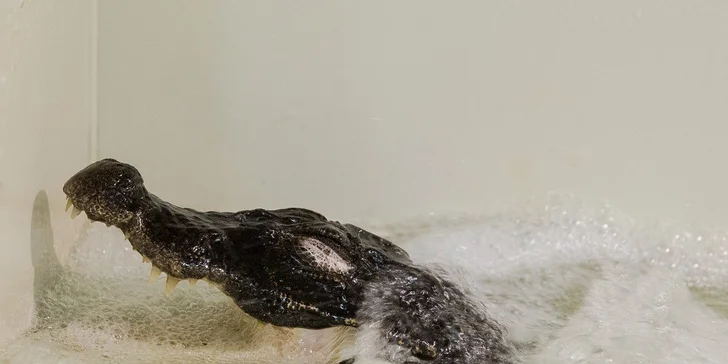 Vstupné do Krokodílej ZOO alebo Vodné plazy naživo