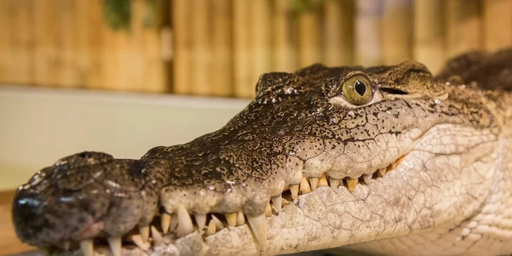 Vstupné do Krokodílej ZOO alebo Vodné plazy naživo